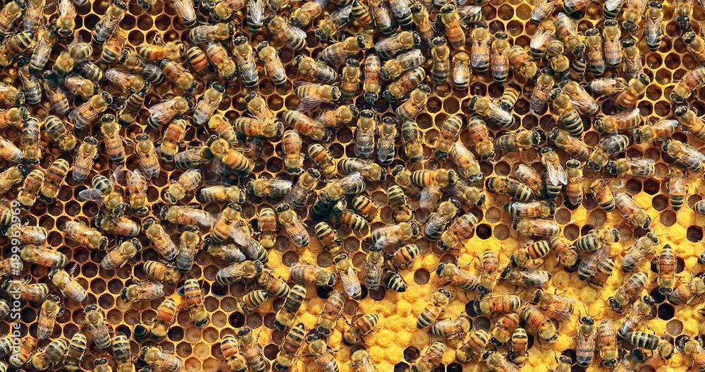 Close up of bees on hive honeycomb. Bees and honeycomb background. 4K real time footage.