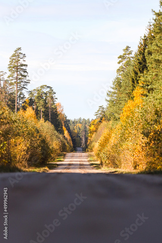 Beautiful autumn view of old gravel road through lovely view of shiny autumn forest in orange  yellow colors.