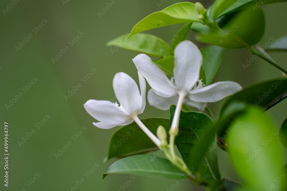 Obraz premium Jasminum sambac (Arabian jasmine or Sambac jasmine) is a species of jasmine native to tropical Asia, from the Indian subcontinent to Southeast Asia.