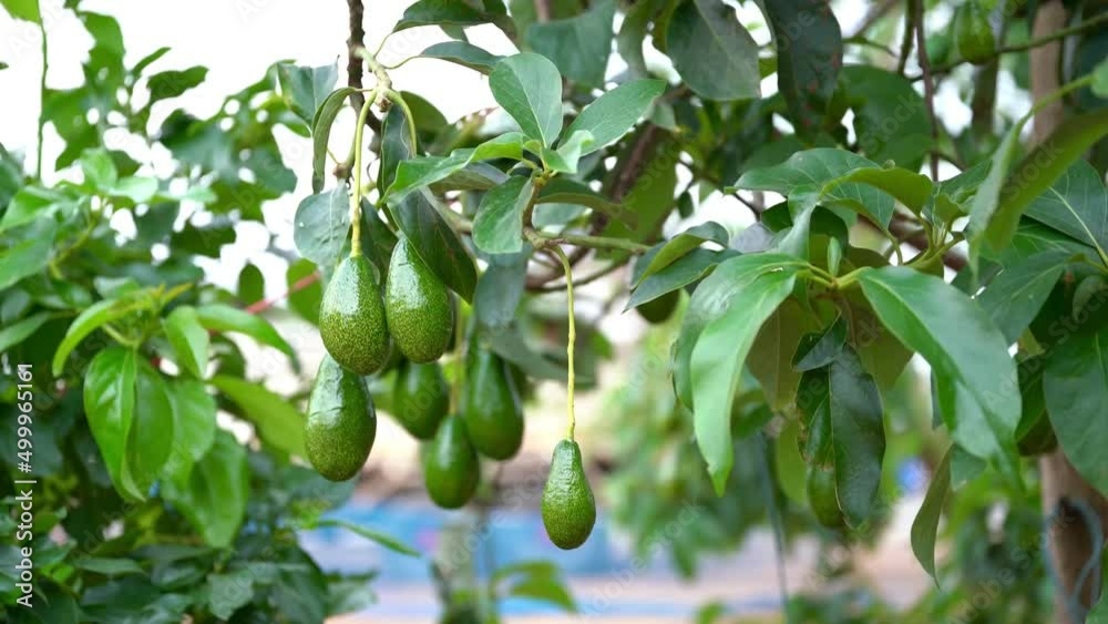 Bunch of fresh avocados on an avocado tree branch in sunny garden. Bunch of fresh avocados on an avocado tree branch in sunny garden.