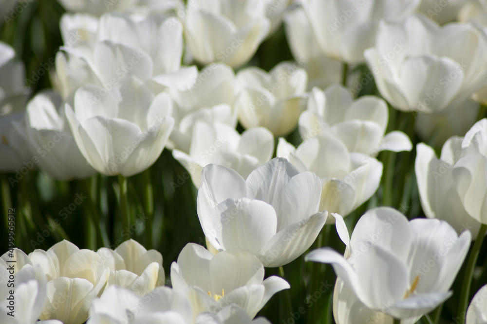 Fototapeta premium white tulips