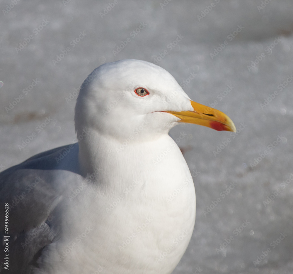 Portrait of a white seagull on ice Portrait of a white seagull on ice