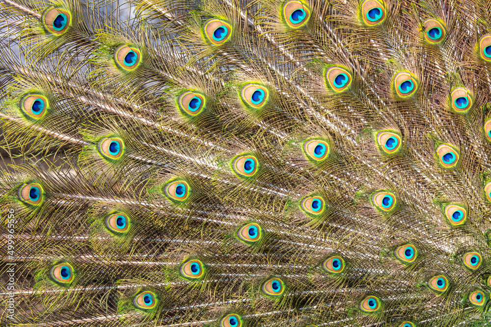 Obraz premium Multicolored peacock feathers as a background.