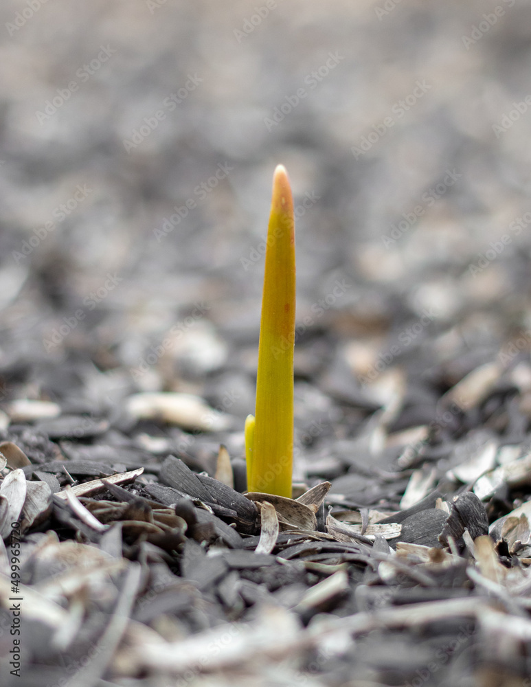 Green sprout of garlic in early spring in nature. Green sprout of garlic in early spring in nature.