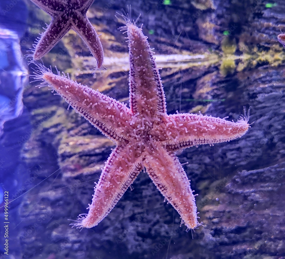 Starfish on the glass of the aquarium. Starfish on the glass of the aquarium.