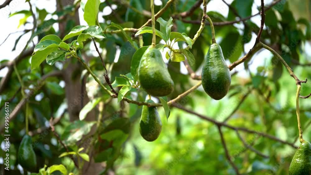 Bunch of fresh avocados on an avocado tree branch in sunny garden.