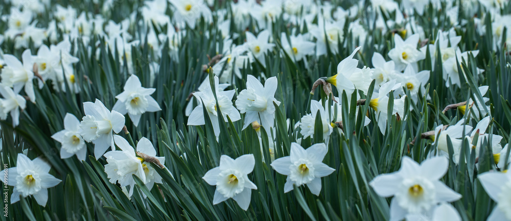 białe narcyze wiosną w ogrodzie - obrazy, fototapety, plakaty 