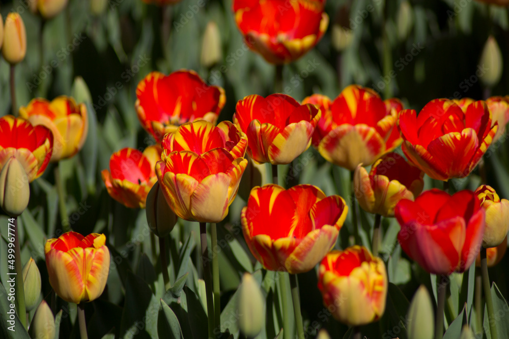 field of tulips field of tulips