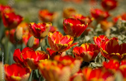 red and yellow tulips © AliCagatay