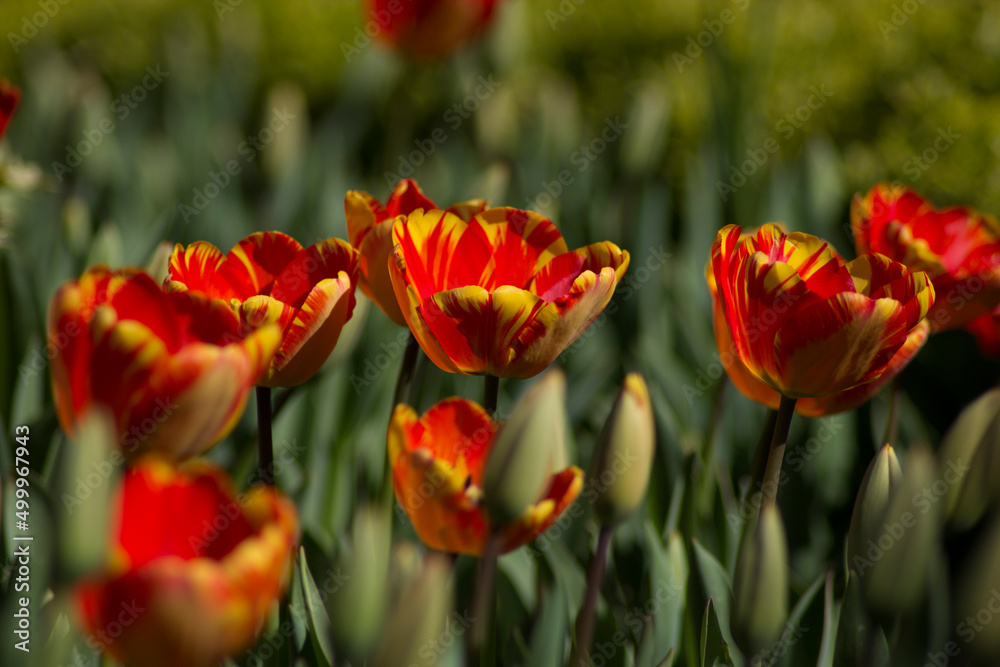Obraz premium red and yellow tulips