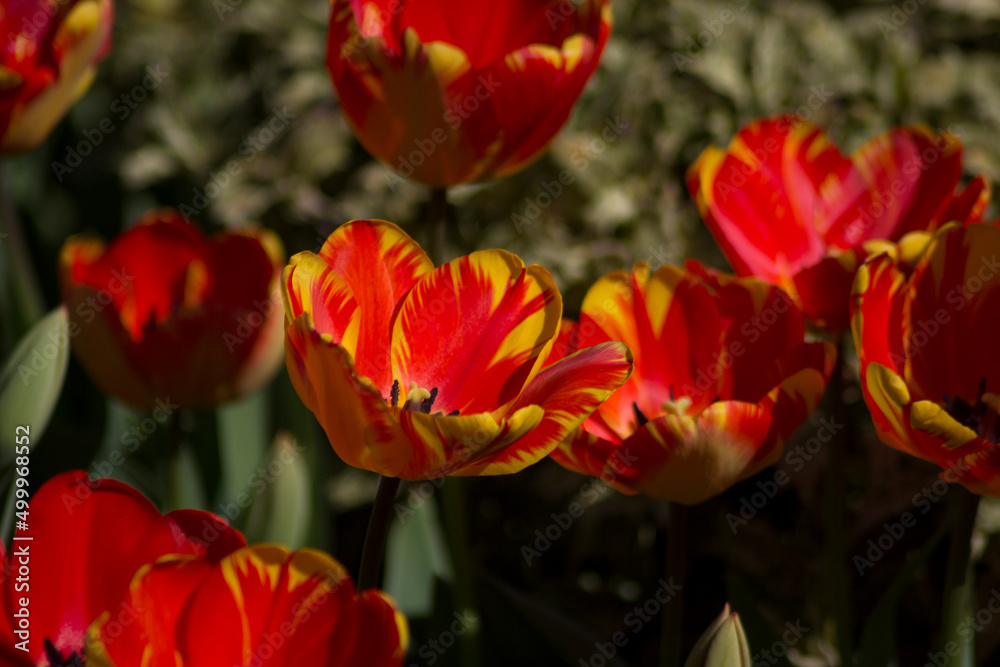 Fototapeta premium red and yellow tulips