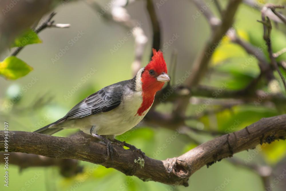 A Red Crested Cardinal in Maui A Red Crested Cardinal in Maui