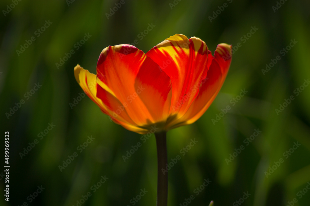 red tulip flower red tulip flower