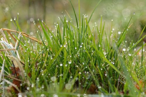 Wiosenna trawa z kroplami deszczu