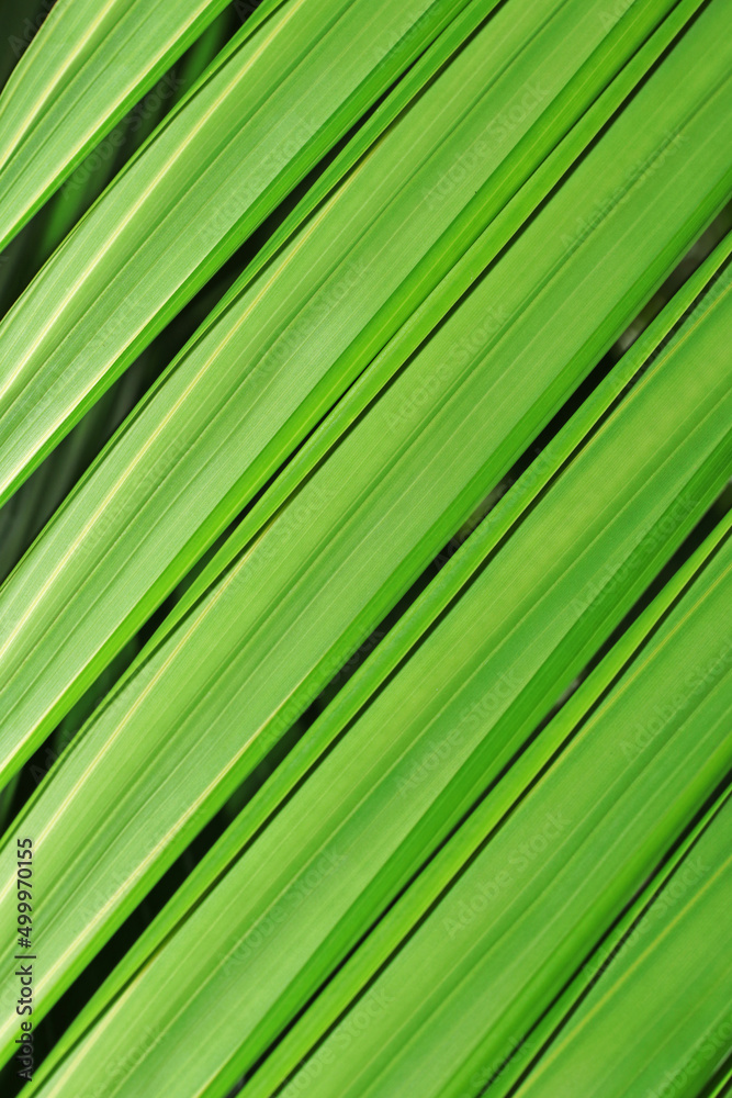 green palm leaf texture green palm leaf texture