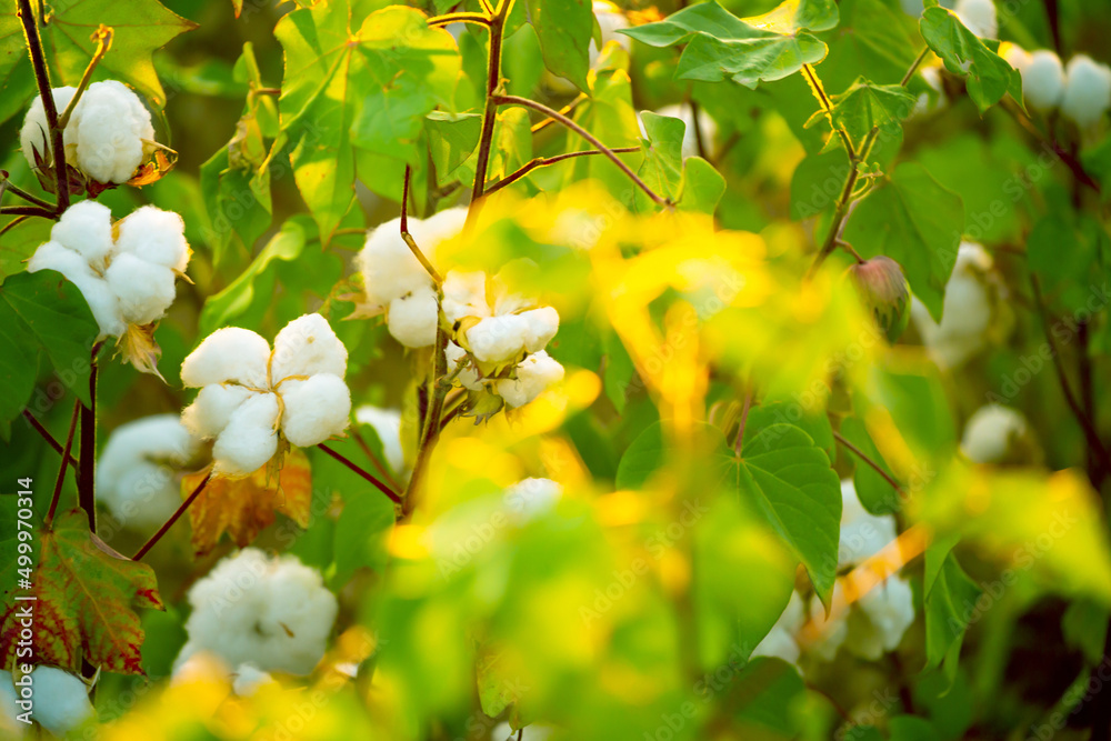 Fototapeta premium The cotton plant is grown in the field for industrial purposes. Close-up cotton flower in the light of the setting sun. Background with copy space and place for text.