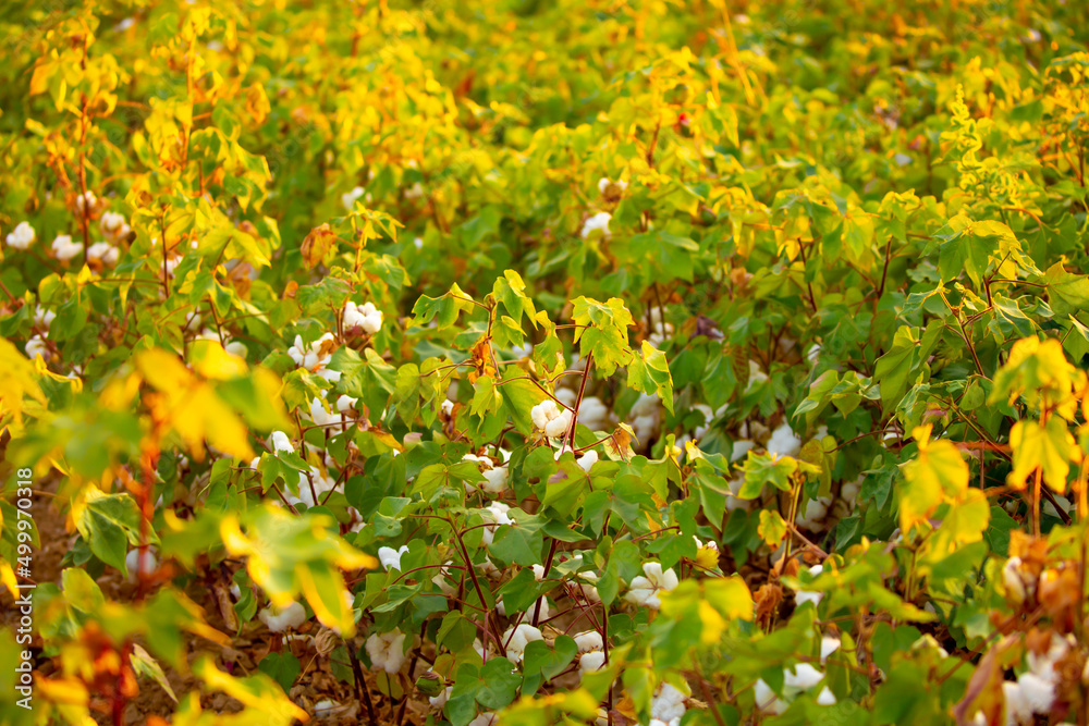 Obraz premium The cotton plant is grown in the field for industrial purposes. Close-up cotton flower in the light of the setting sun. Background with copy space and place for text.