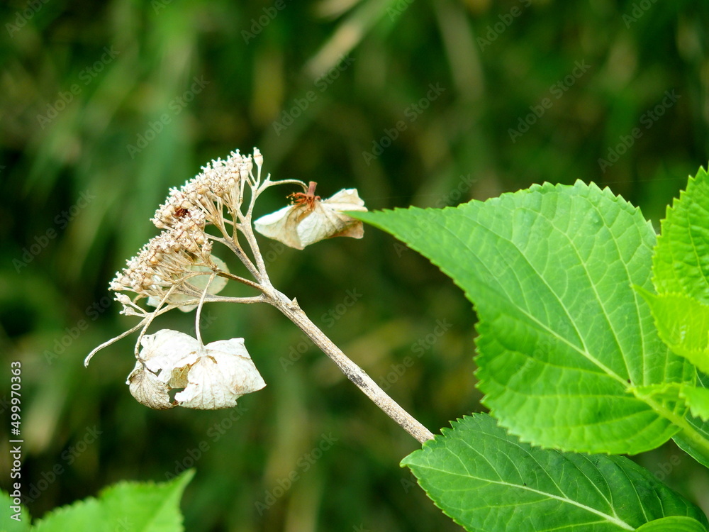 去年の枯れた紫陽花と今年の新緑の若葉 Stock Photo Adobe Stock