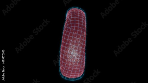 Human red blood cell rotating, animation photo