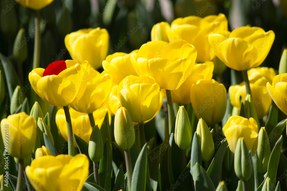 yellow and red color tulip flowers
