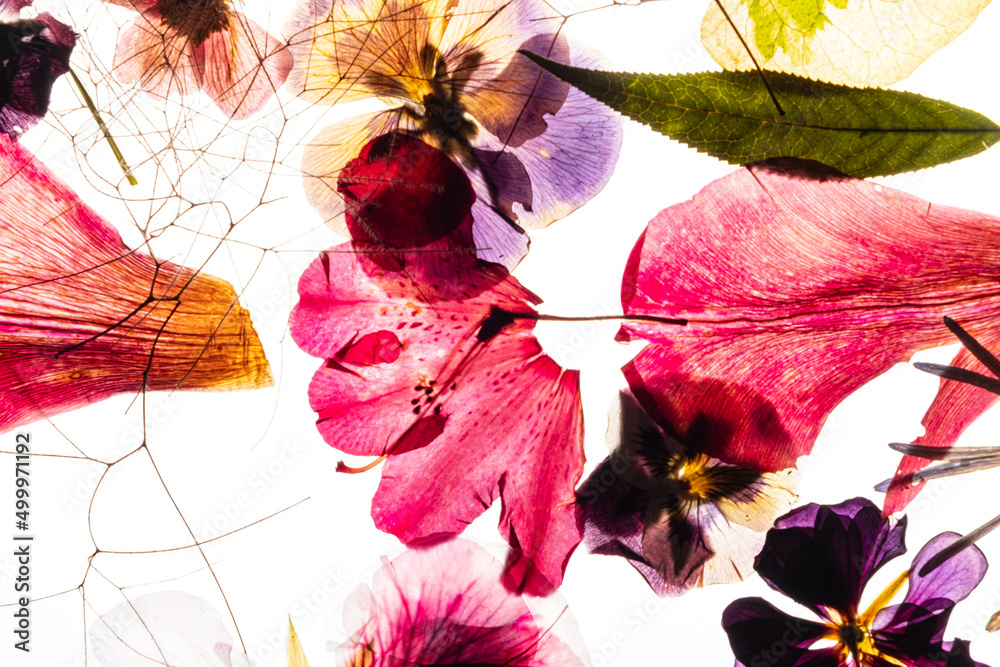 Fototapeta premium dry flowes on the white background