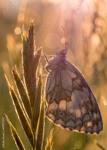 Das Schachbrett oder auch Damenbrett (Melanargia galathea) photo