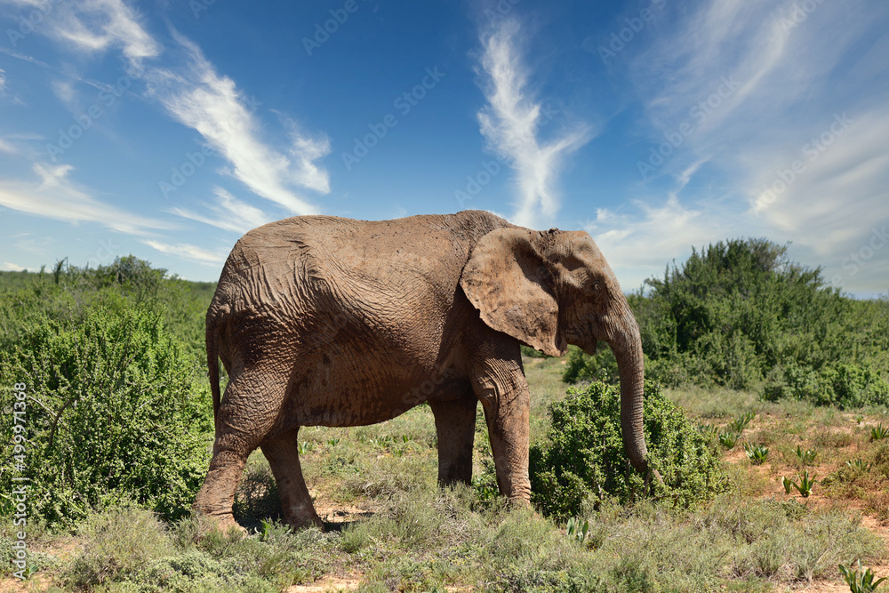 Fototapeta premium Elefant stehend in der afrikanischen Steppe umgeben von Grün vor schönem blauen Himmel mit weissen Wolken und roter Erde
