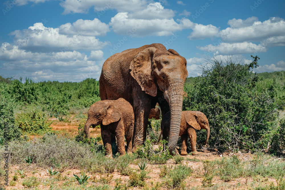 Obraz premium Elefant mit Baby stehend in der afrikanischen Steppe umgeben von Grün vor schönem blauen Himmel mit weissen Wolken und roter Erde