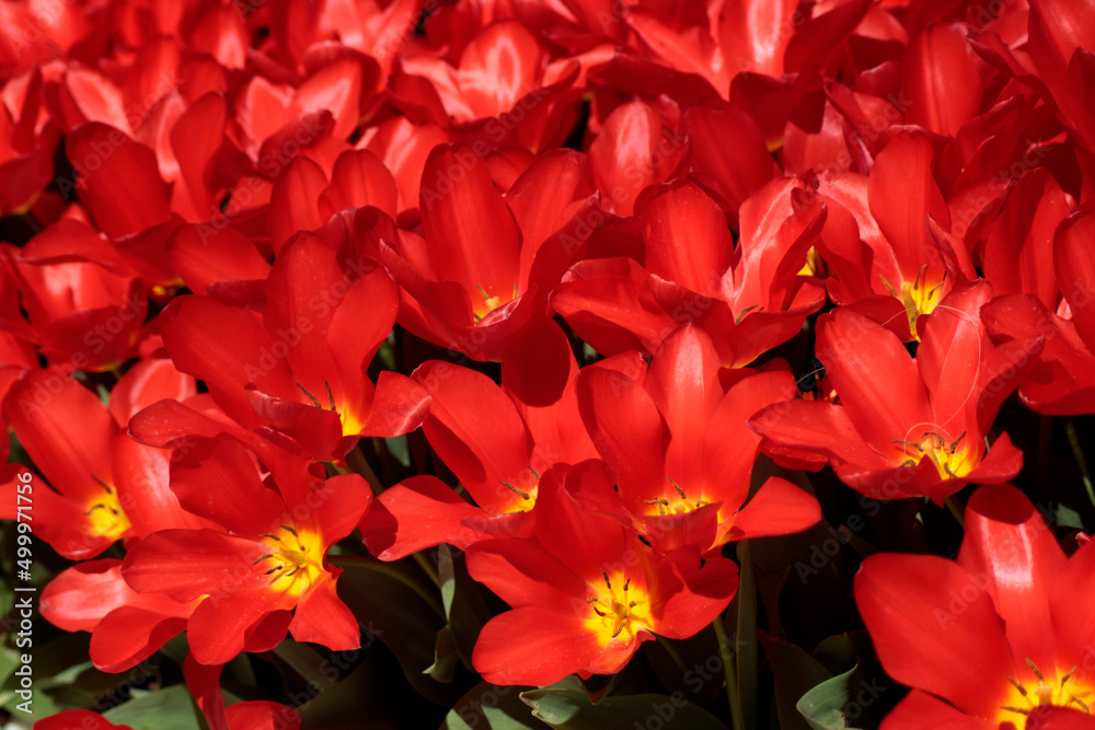 red and yellow flowers red and yellow flowers