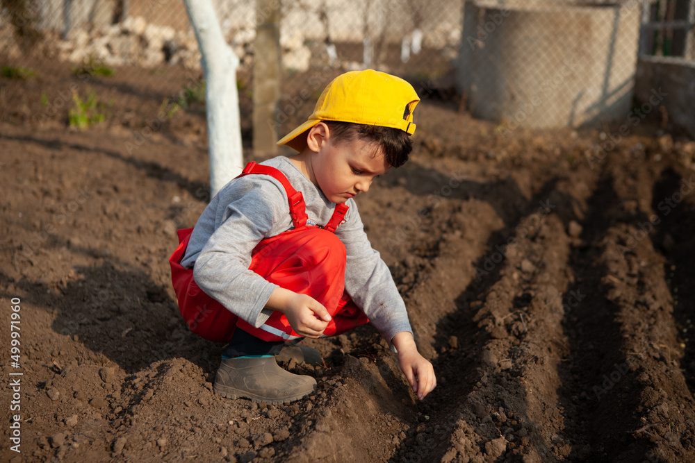 a little boy, a child plants pea seeds in the ground in a vegetable garden in a holiday village. assistance and training in agriculture a little boy, a child plants pea seeds in the ground in a vegetable garden in a holiday village. assistance and training in agriculture