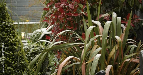 Hail falling on Phormium in uk spring garden photo