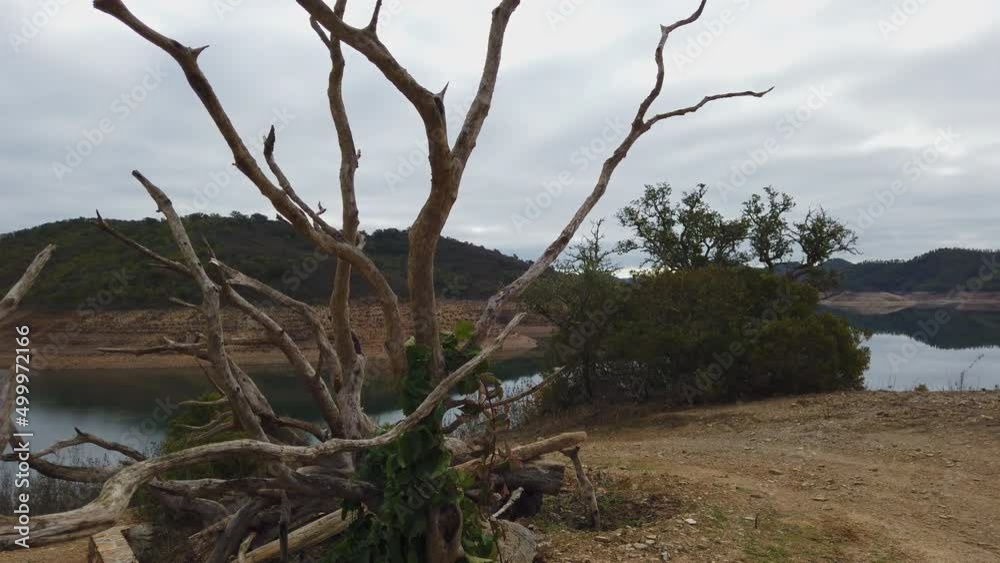 Dead tree on the board of a drainage basin in the south or portugal Dead tree on the board of a drainage basin in the south or portugal