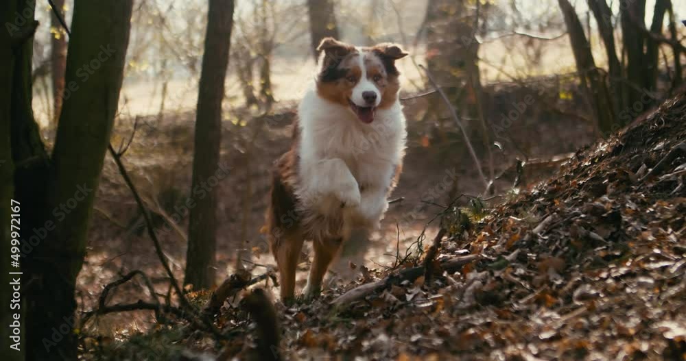 Australian shepherd running in forest, active healthy dog enjoying life, front view
