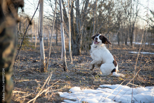springer spaniel dog sits, in the forest, in the spring, on dry grass, waiting for the command, sunset
