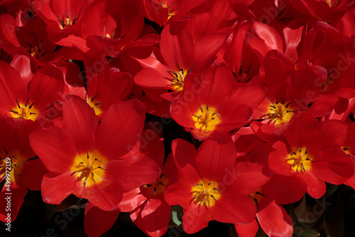 red and yellow tulips