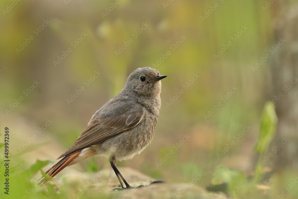 The Black redstart (Phoenicurus ochruros) sitting on the ground. Wildlife scene with a song bird. The Black redstart (Phoenicurus ochruros) sitting on the ground. Wildlife scene with a song bird.
