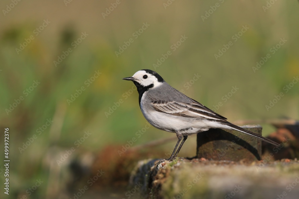 Beautiful black and white bird, White Wagtail (Motacilla alba), song bird in the nature habitat Beautiful black and white bird, White Wagtail (Motacilla alba), song bird in the nature habitat