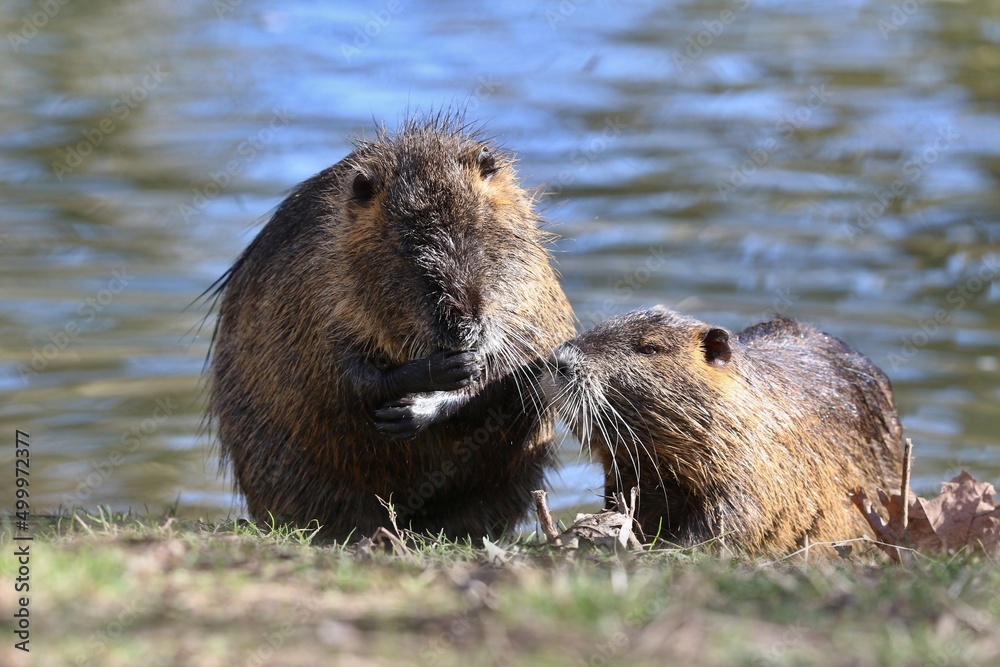 Two coypu (Myocastor coypus) in the nature habitat. Wildlife scene with nutria. Two coypu (Myocastor coypus) in the nature habitat. Wildlife scene with nutria.