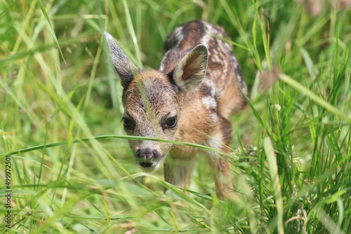 Fotografia Little deers in the grass