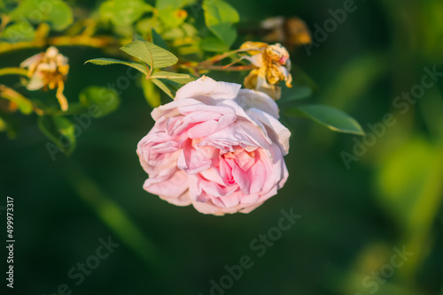 Pink rose flower in bright sunlight. 