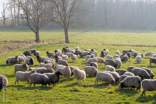 sheep flock in the field