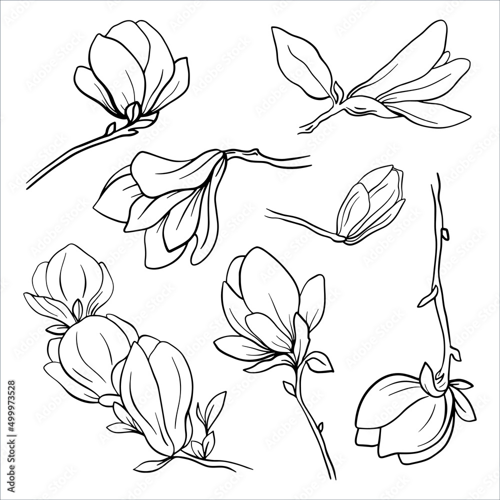 Set of hand drawn magnolia flowers. Spring magnolia blossom. Outline magnolia flowers for greeting cards, invitation, business card, web, posters.