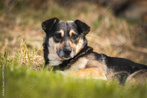 Cute stray dog portrait, homeless animals and pets concept background photo © FellowNeko