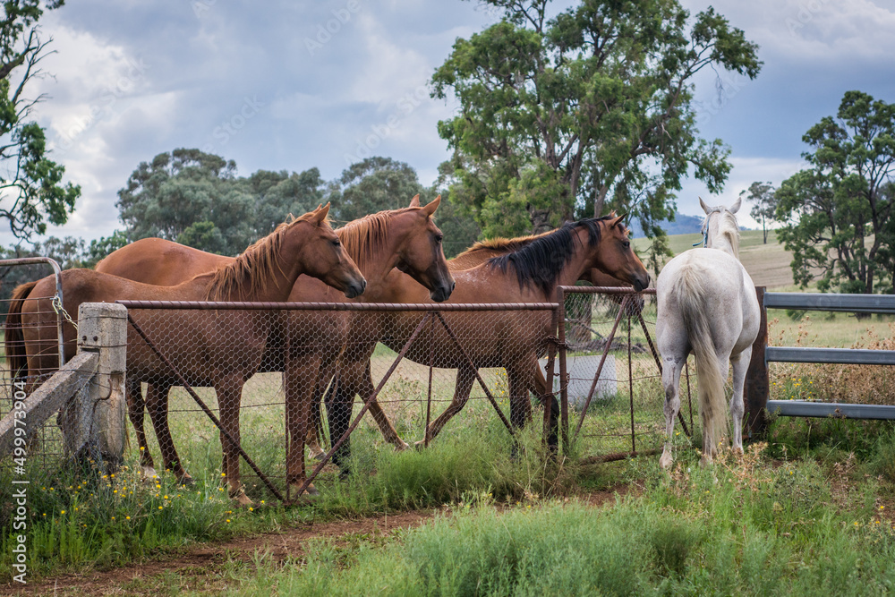 horses in the field