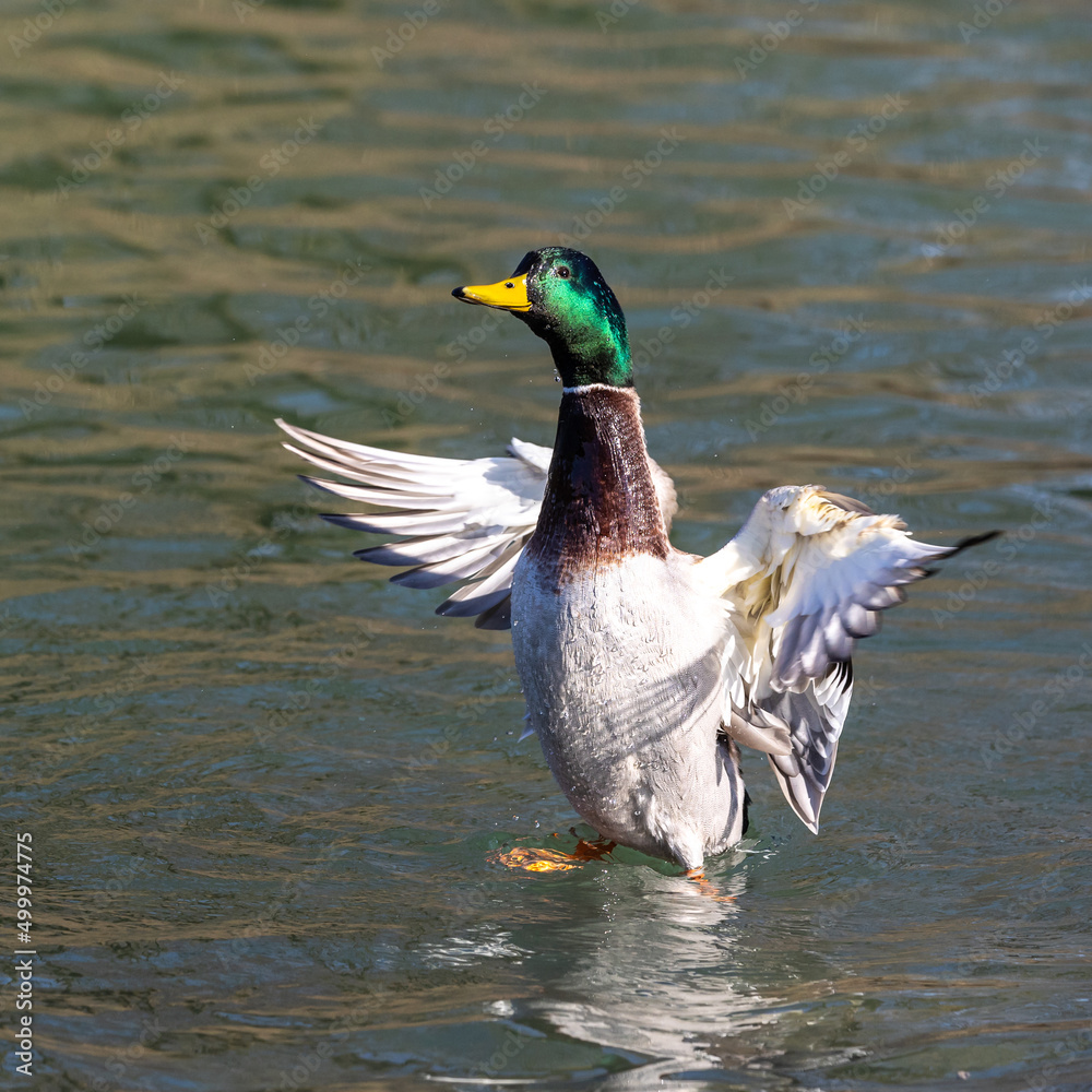 Obraz premium Wild duck or mallard, Anas platyrhynchos family with young goslings at a lake in Munich, Germany