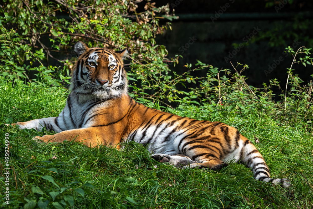 Fototapeta premium The Siberian tiger,Panthera tigris altaica in a park