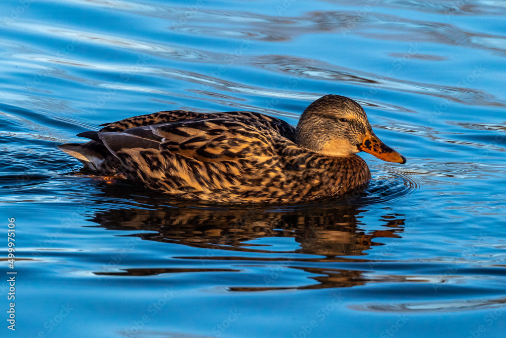 Wild duck or mallard, Anas platyrhynchos swimming in a lake Wild duck or mallard, Anas platyrhynchos swimming in a lake