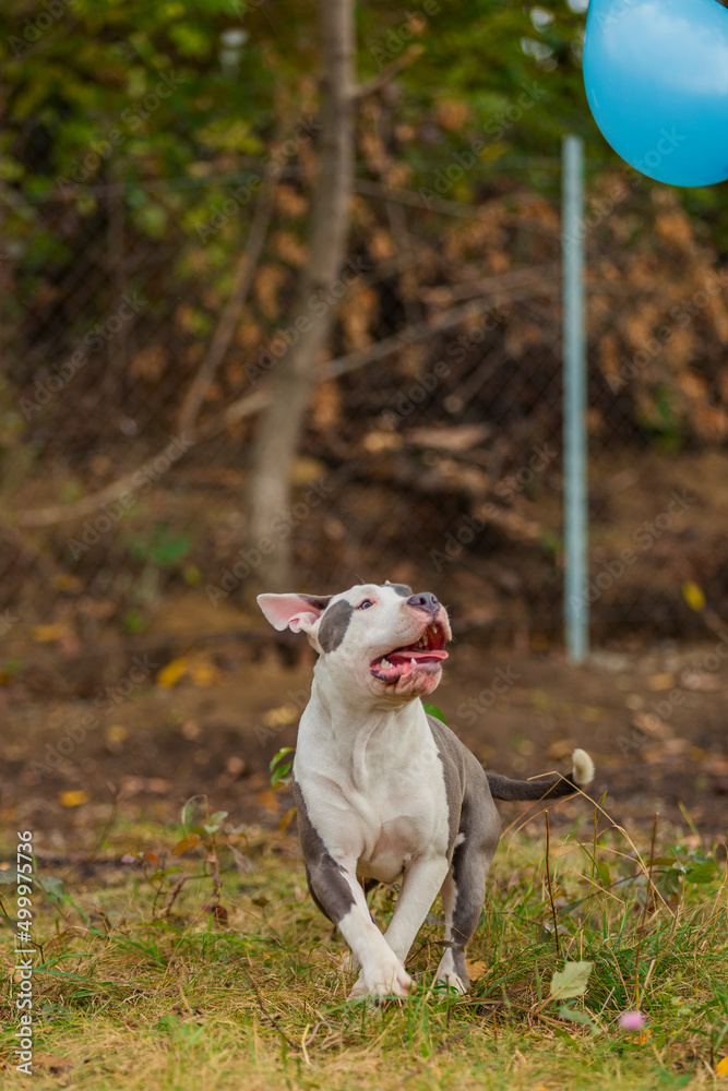pit bull terrier dog playing with a blue balloon