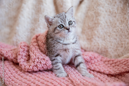 a cute British breed kitten is sitting wrapped in a knitted blanket