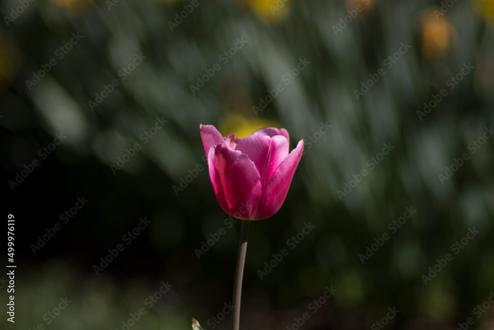 Obraz premium tulip in the garden